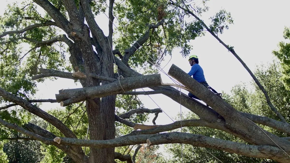 Professional Crown Thinning performed by certified arborists in Howard